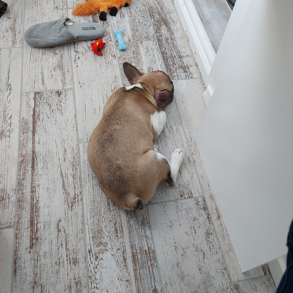 Дрыхнет рядом с обгрызенным плинтусом