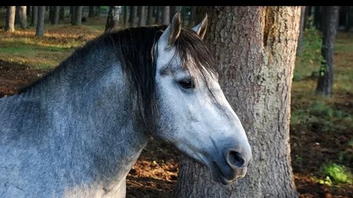 Потомки тарпанов диких лесных лошадей - Тарпановидная лошадь /Дикая лошадь  тарпан /Беловежская пуща | Про лошадей | Дзен