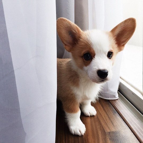Милота