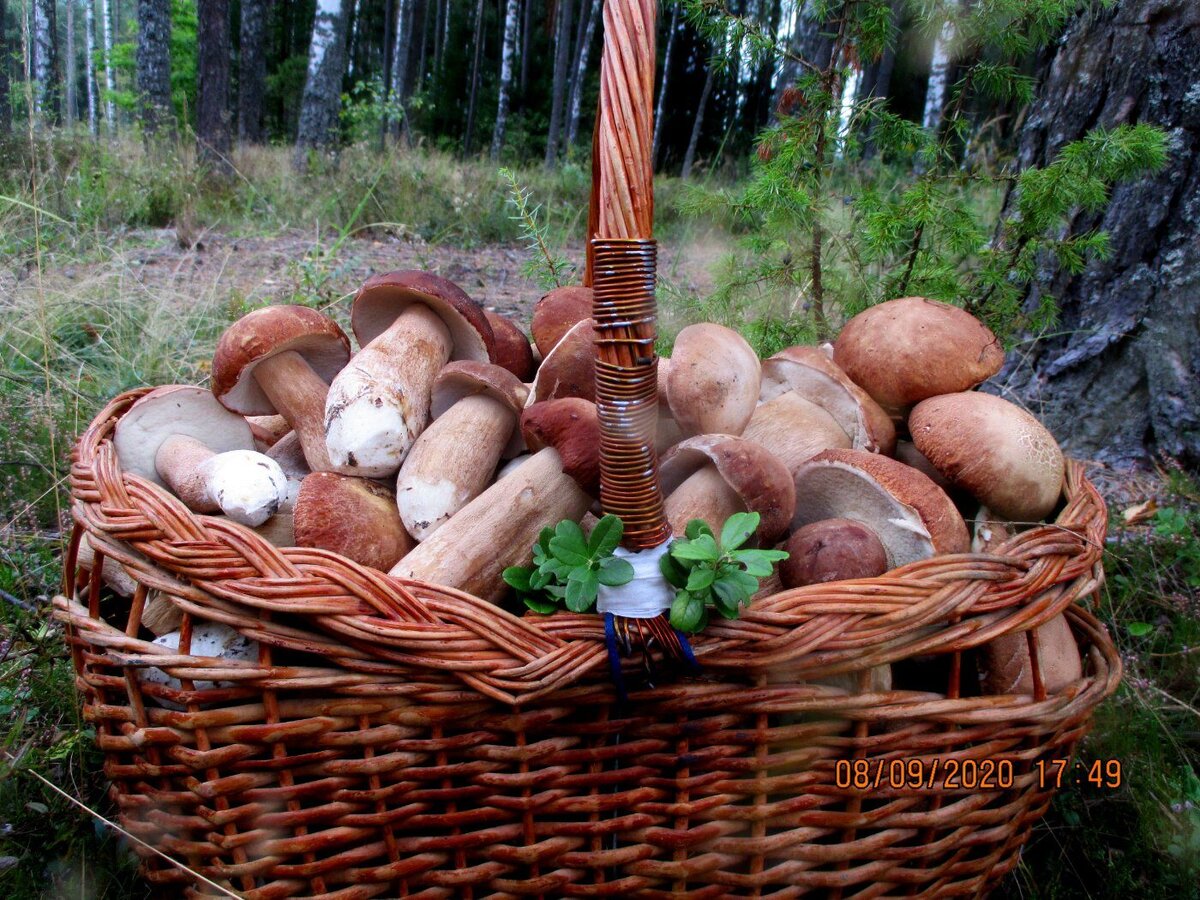 ДОСТОЙНЫЙ ИТОГ БЕЗУМНОГО УВЛЕЧЕНИЯ...Автор