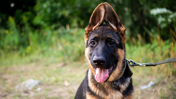 Немецкая овчарка