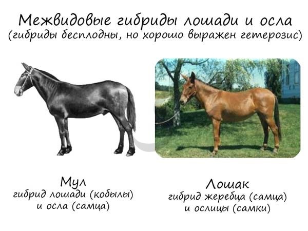 Гибридизация во всей ее красе