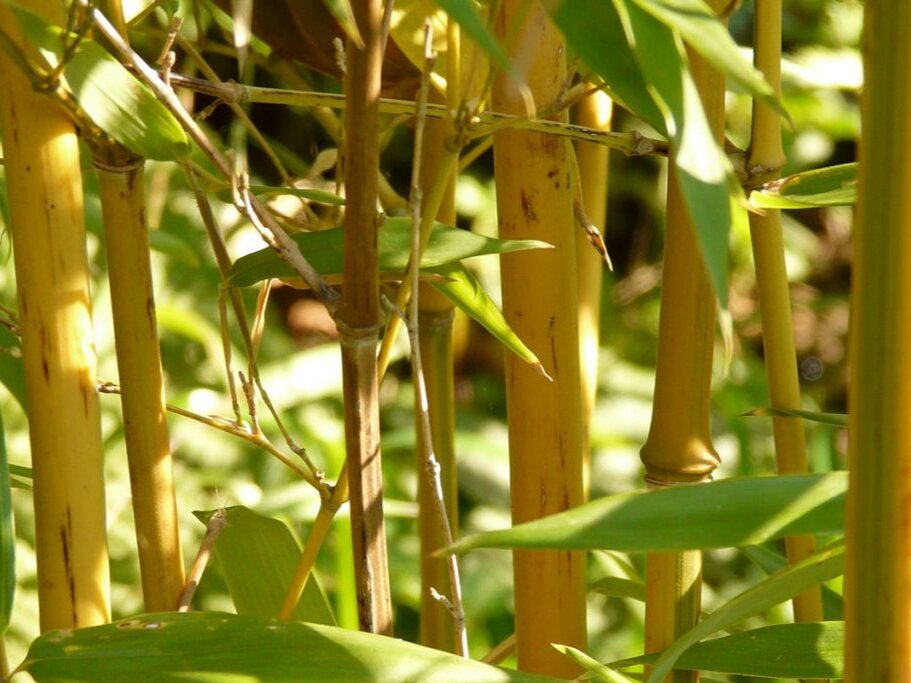 Листоколосник золотой. Фото: bambooplantshq.com