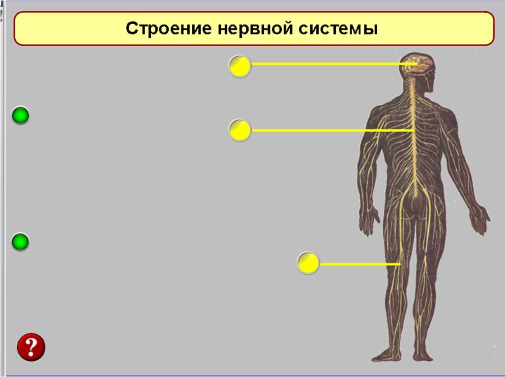 Слайд из презентации для 6 класса. Это его изначальный вид. Сначала раскрываем желтые гиперссылки (что "желтеется"), потом вопрос, потом зеленые кнопки (следующее фото)