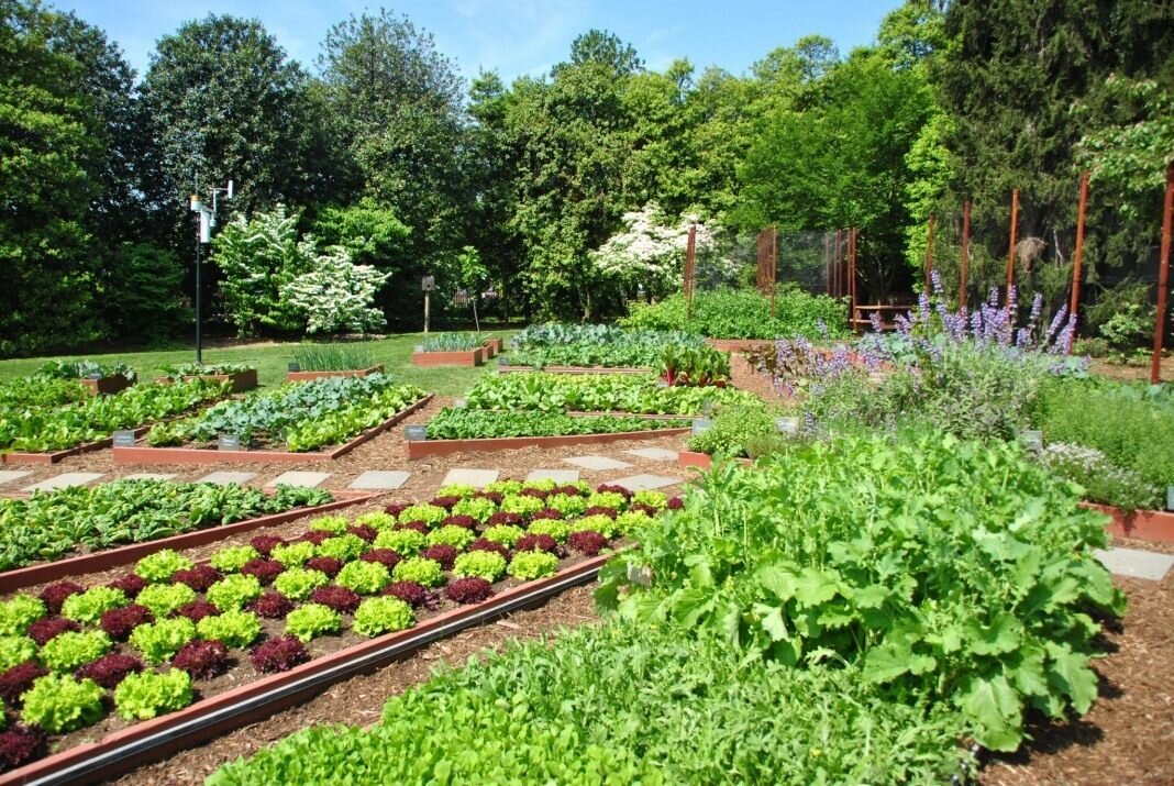 фото взято с открытых источников яндекс https://pics.botanichka.ru/wp-content/uploads/2016/12/kitchen-garden-1.jpg