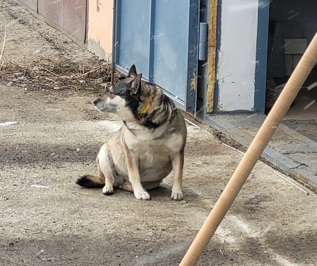 так и не пристроили))) 
