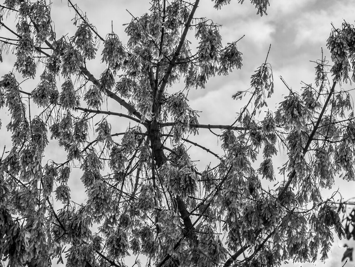 Прошлогоднее наследие наших любимых в детстве "вертолетиков"