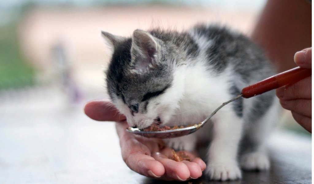 котенок 1 месяц ничего не ест