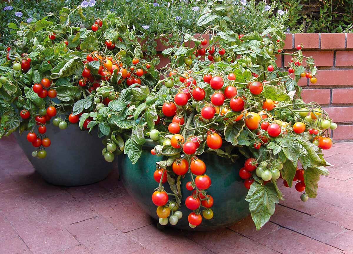 Кадки с помидорами черри. Ярко и стильно смотрятся, их можно расположить при входе в дом.