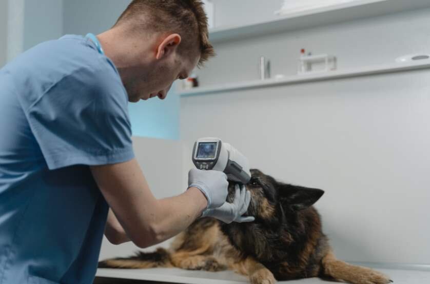 Причины светобоязни у собак