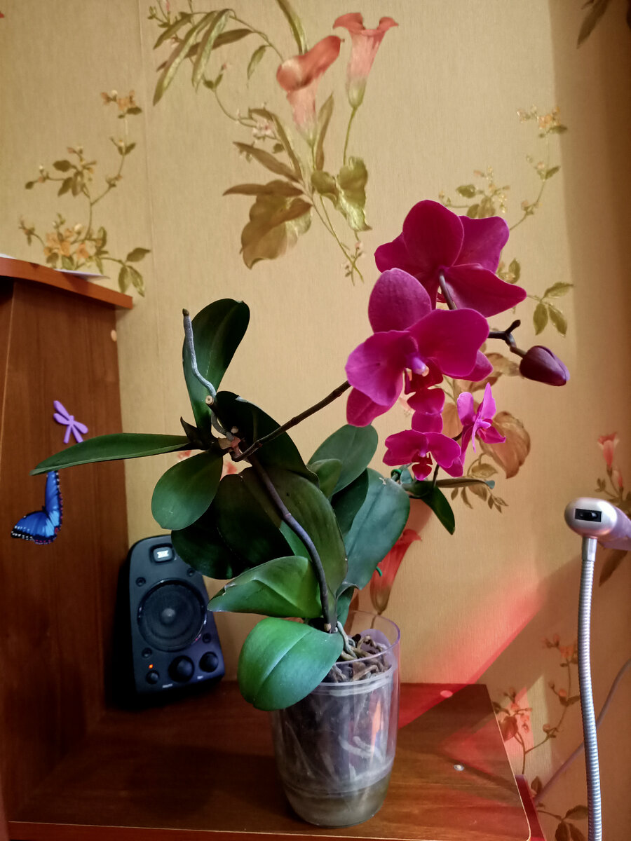 Тот самый фаленопсис у которого были обработаны два цветоноса с цветущими детками на нем. По фото видно, что орха чувствует себя прерасно.