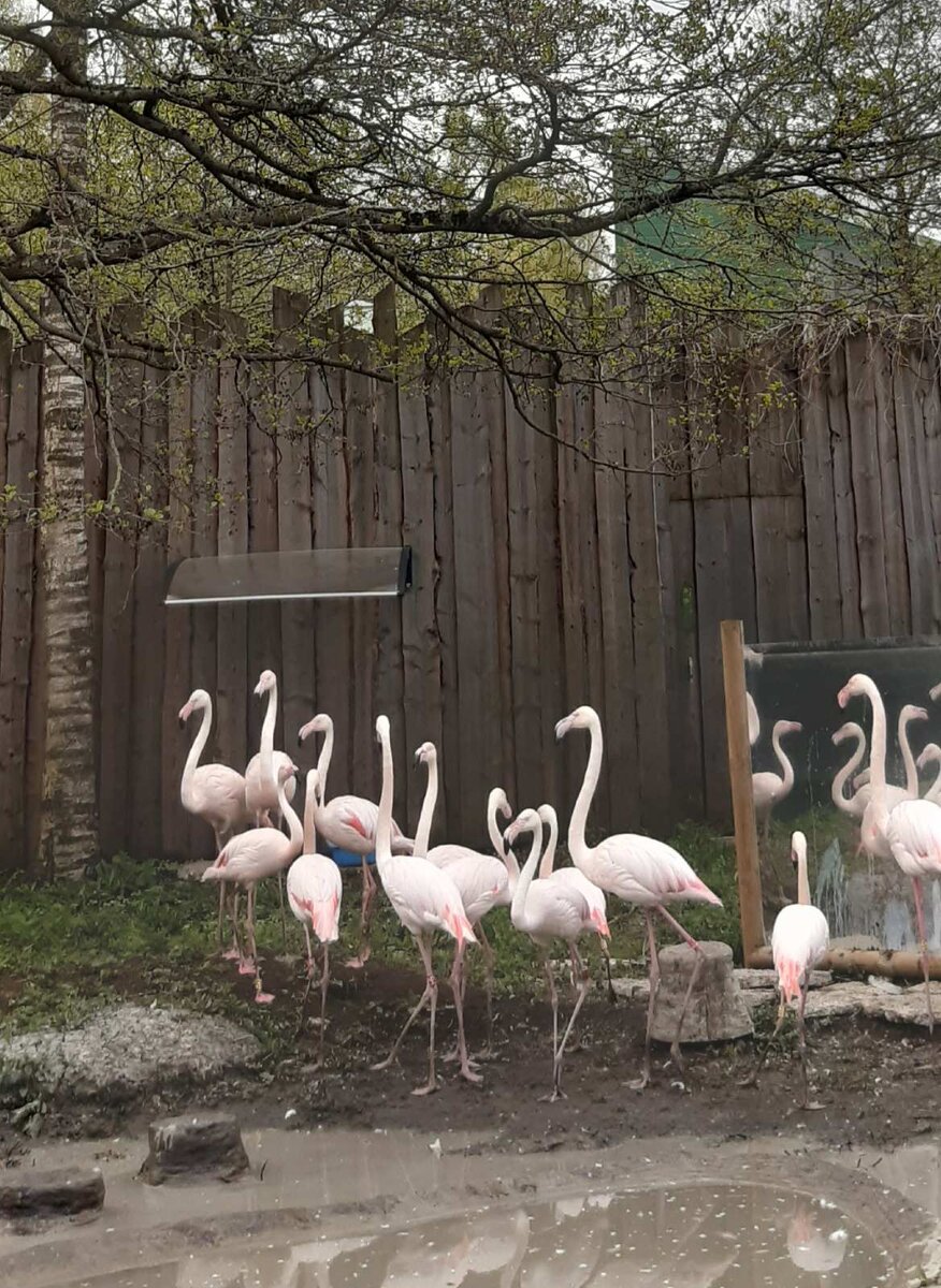 Таллиннский зоопарк. Фламинго. Фото автора. 18.05.22