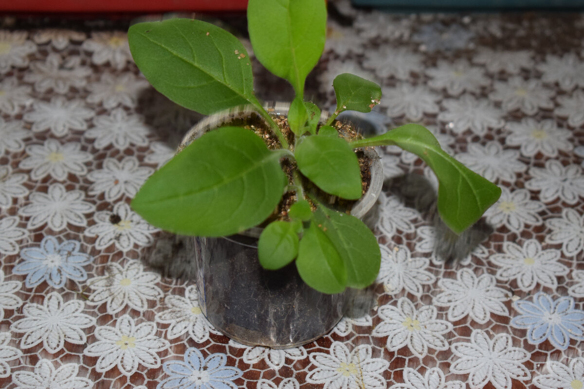 каскадная петуния(фото автора)