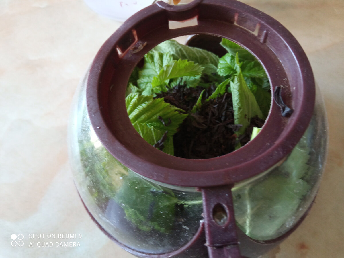 фото автора, чай со смородиновыми листьями