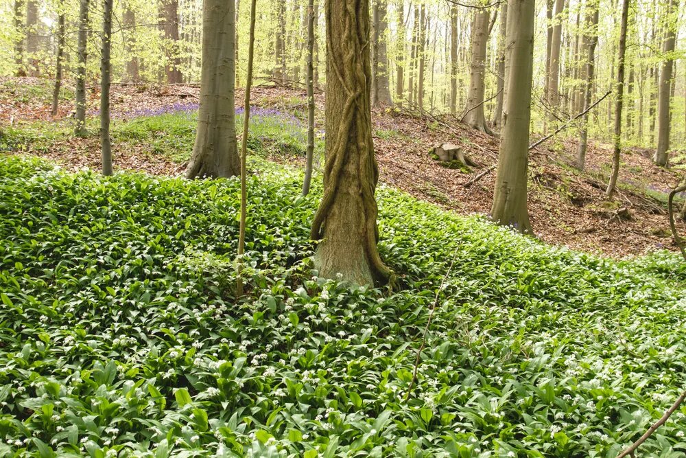 Поляна закусона!