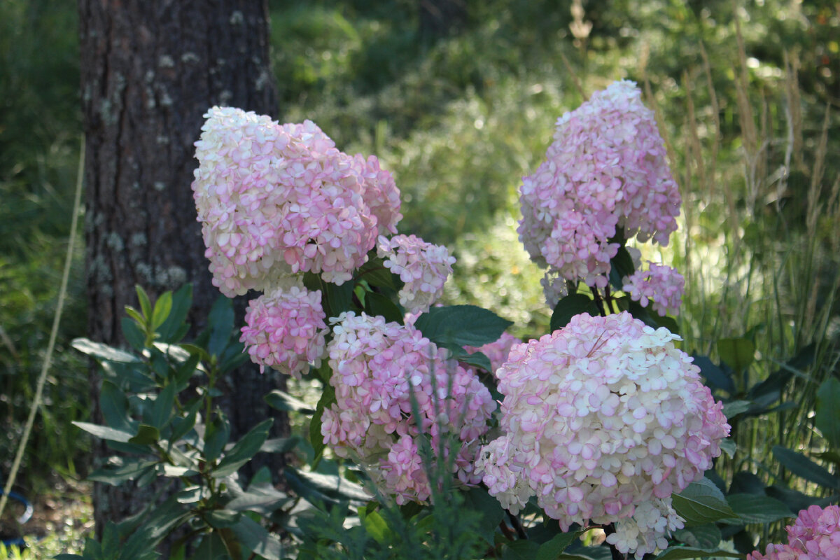 Наш сад в конце сентября 2021