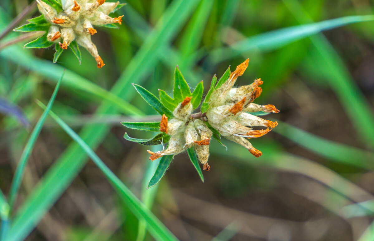 Это язвенник? Не смогла определить