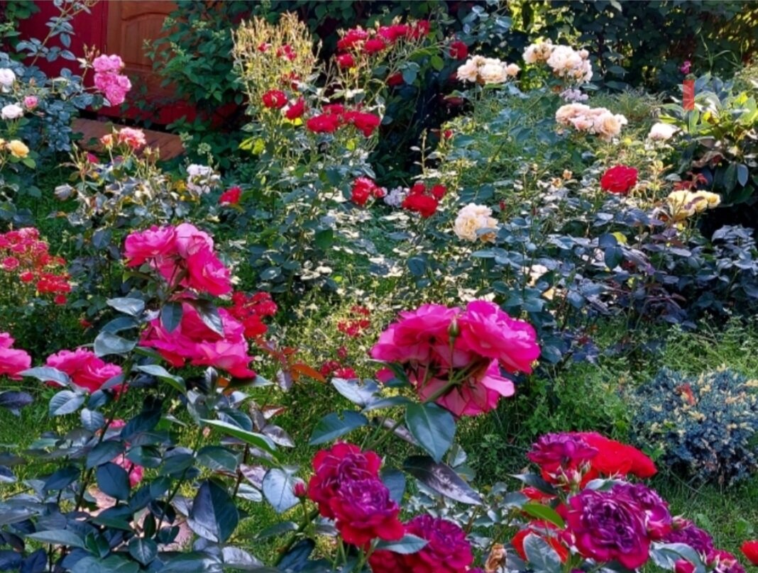 Лето. Июль. Флорибунды). 