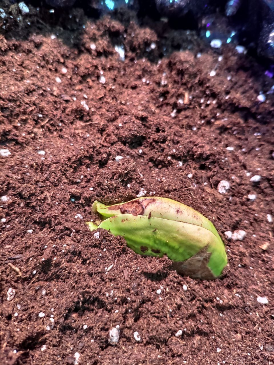 Пересадка манго в питательный субстрат 