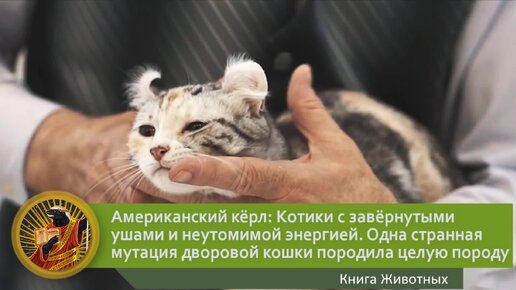 Американский кёрл: Котики с завёрнутыми ушами и неутомимой энергией. Как одна мутация дворовой кошки породила целую породу | Видео 🎥