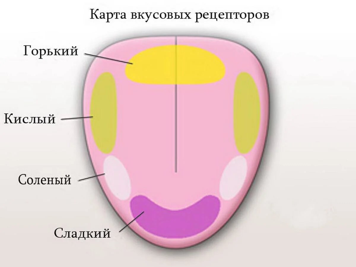 Какой цифрой на рисунке отмечена зона языка отвечающая за распознавание сладкого вкуса