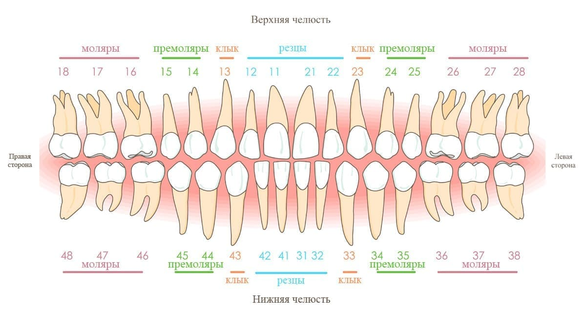 Стоматологическая нумерация зубов схема