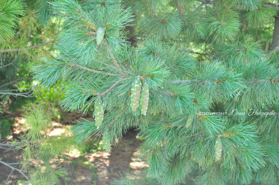 Чтобы сосна была здорова, ей необходим грамотный уход 