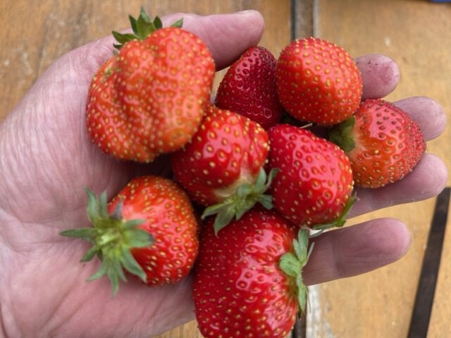 МОЯ КЛУБНИКА В СЕНТЯБРЕ