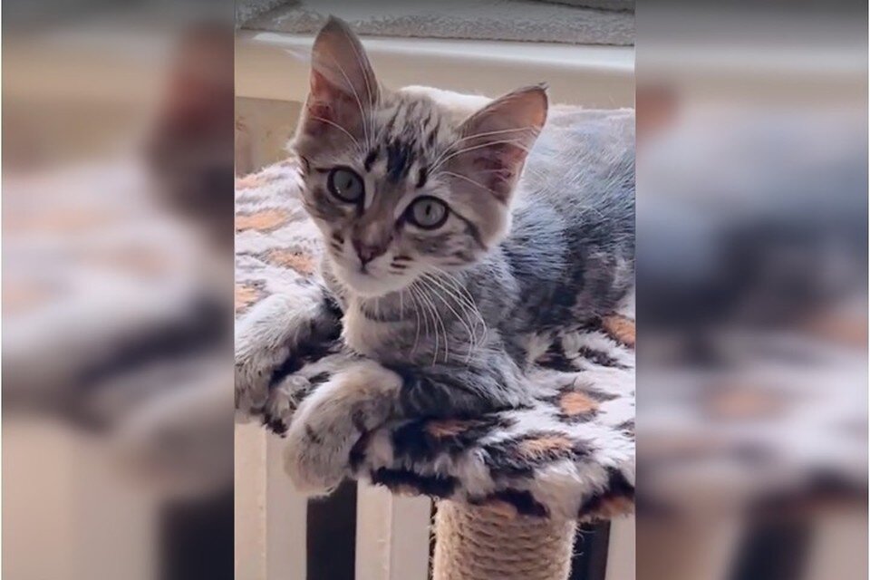    Шанти. Фото: кадр видео Алена Луценко/Приют для животных/VK