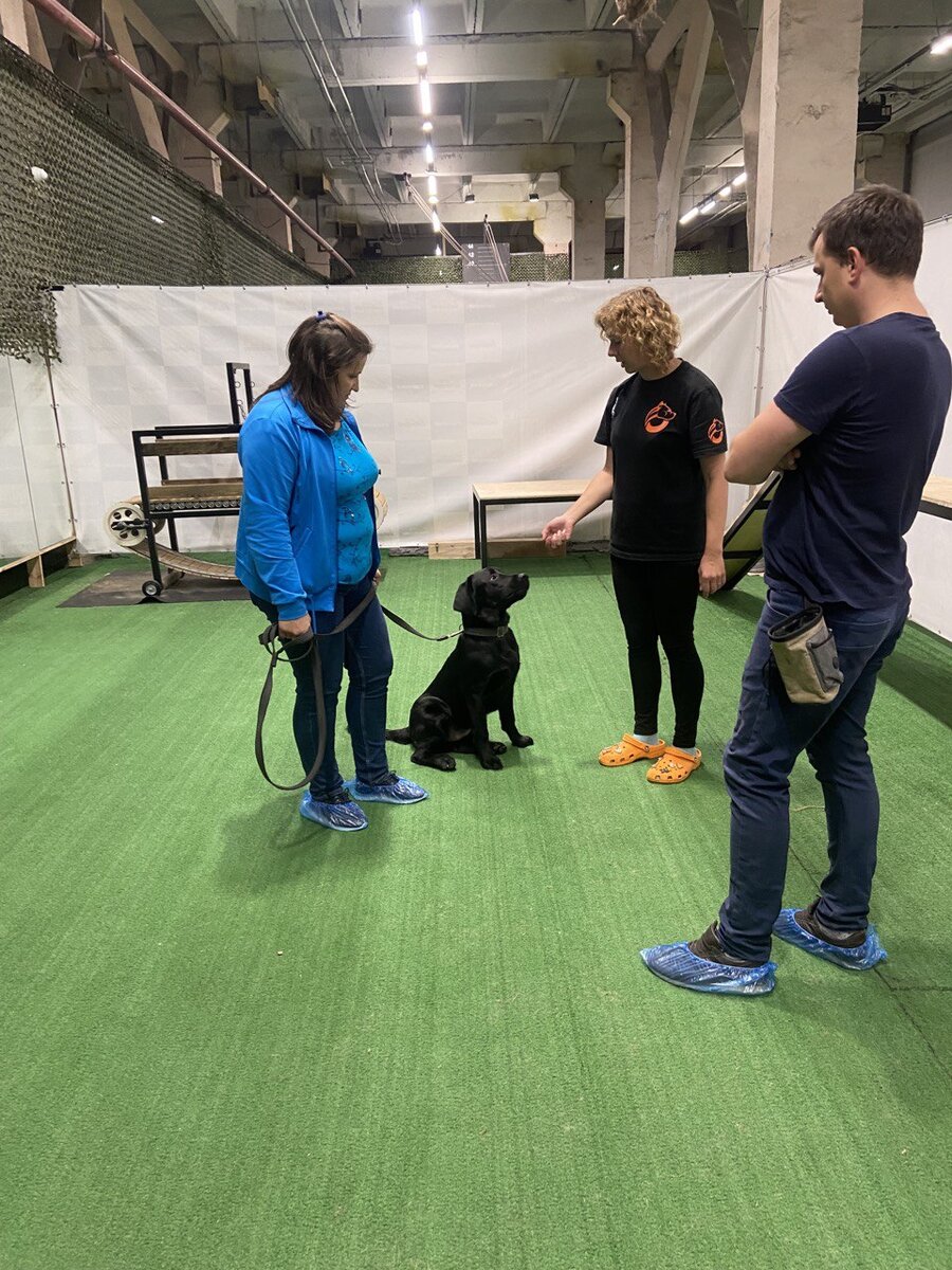 занятия по послушанию для щенков в DogsEnergym