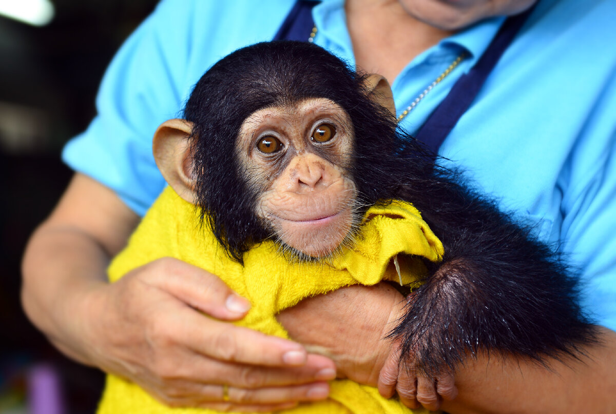 Забавный шимпанзе как правильно. Baby Chimpanzee.
