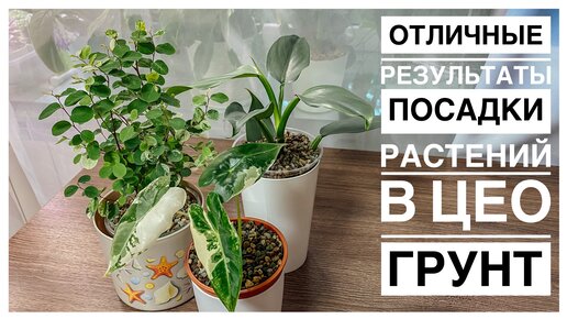 Результаты посадки растений в минеральный субстрат | новинки | 17.09.2023г.