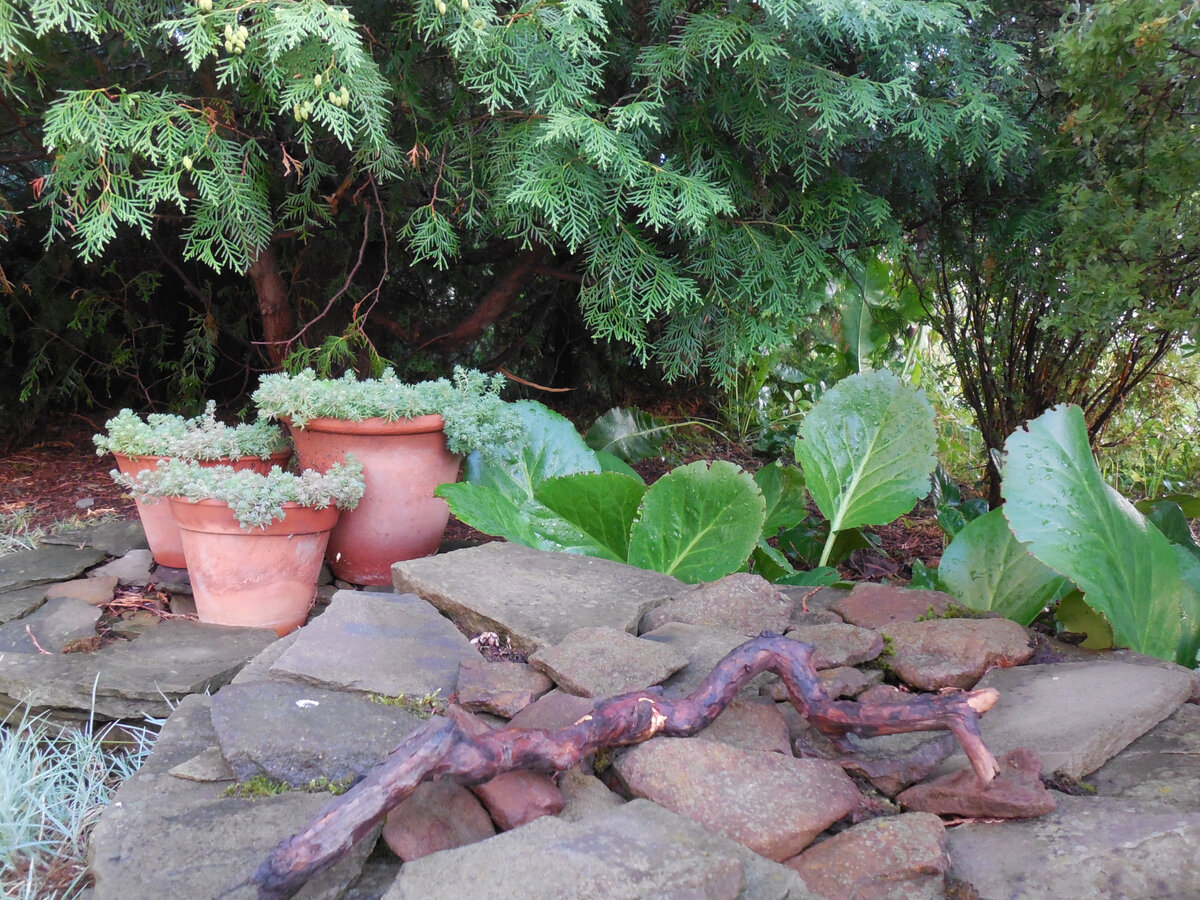 Было три керамических горшка. Лето 2022