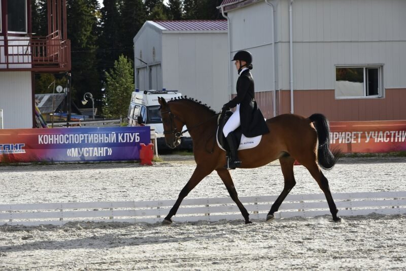    В Югре назвали победителей Открытых региональных соревнований по конному спорту