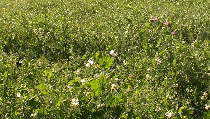    Канадские ученые собрались выбить из гороха гены восприимчивости к афаномицетной корневой гнили