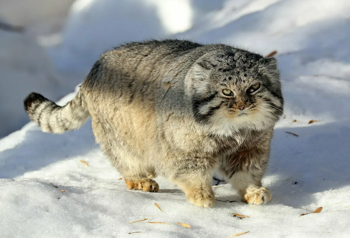 Топ-топ лапками по снегу