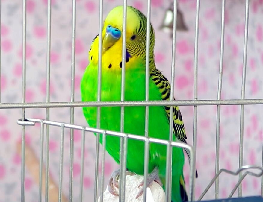 Попугайчик Боря.