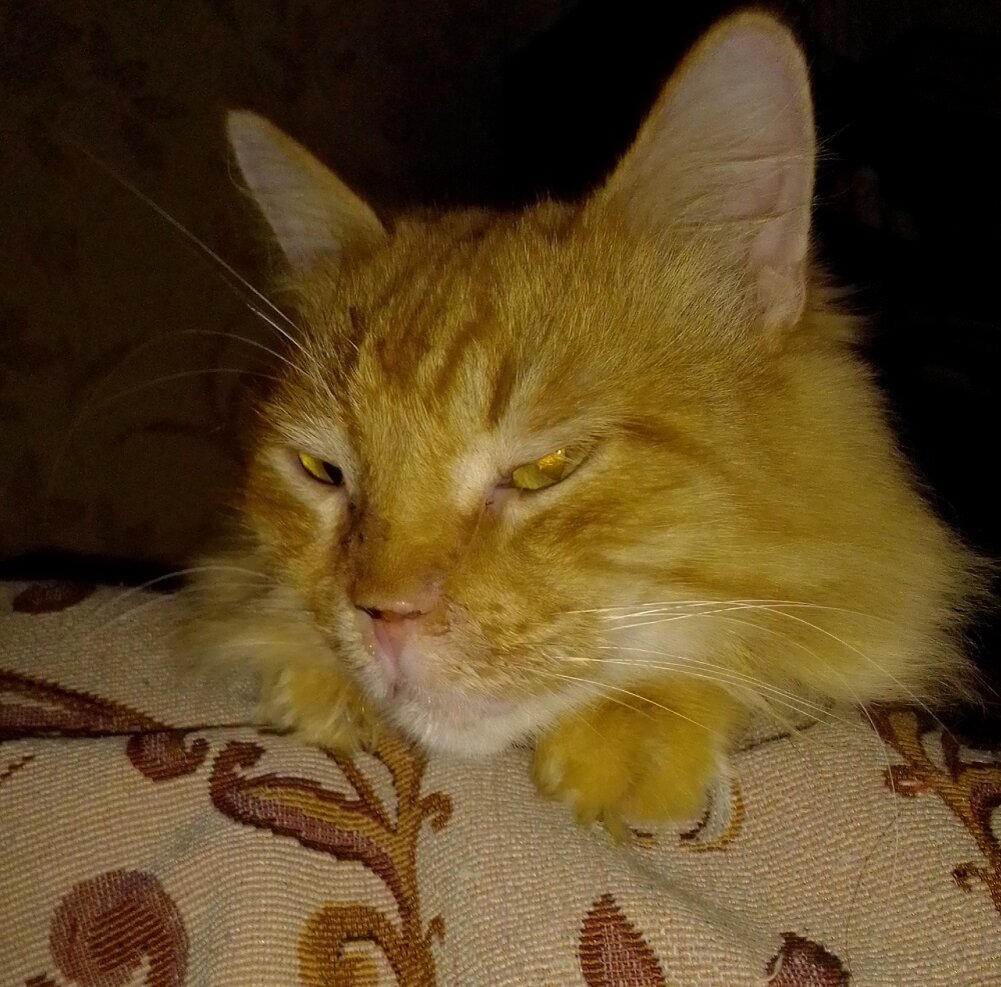 рыженький котик