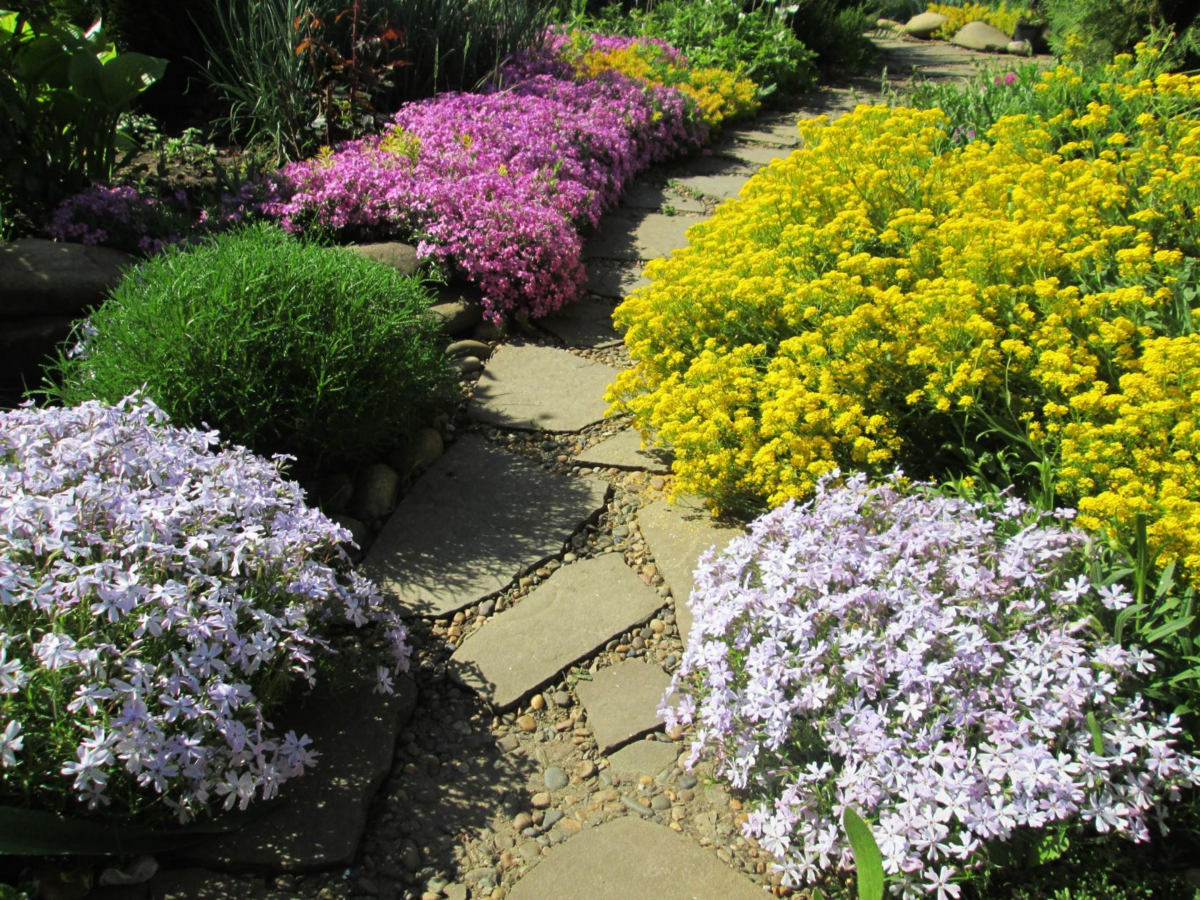 В бордюрах цветут шиловидные флоксы и алиссум.