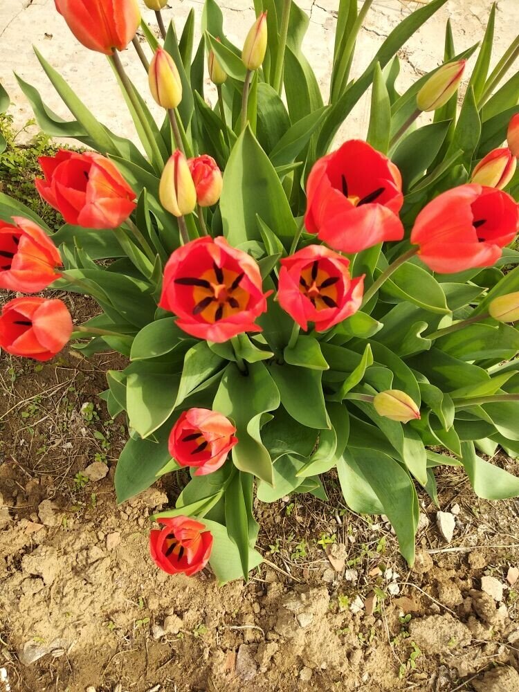 Тюльпаны в саду: популярные сорта, посадка, уход🌷