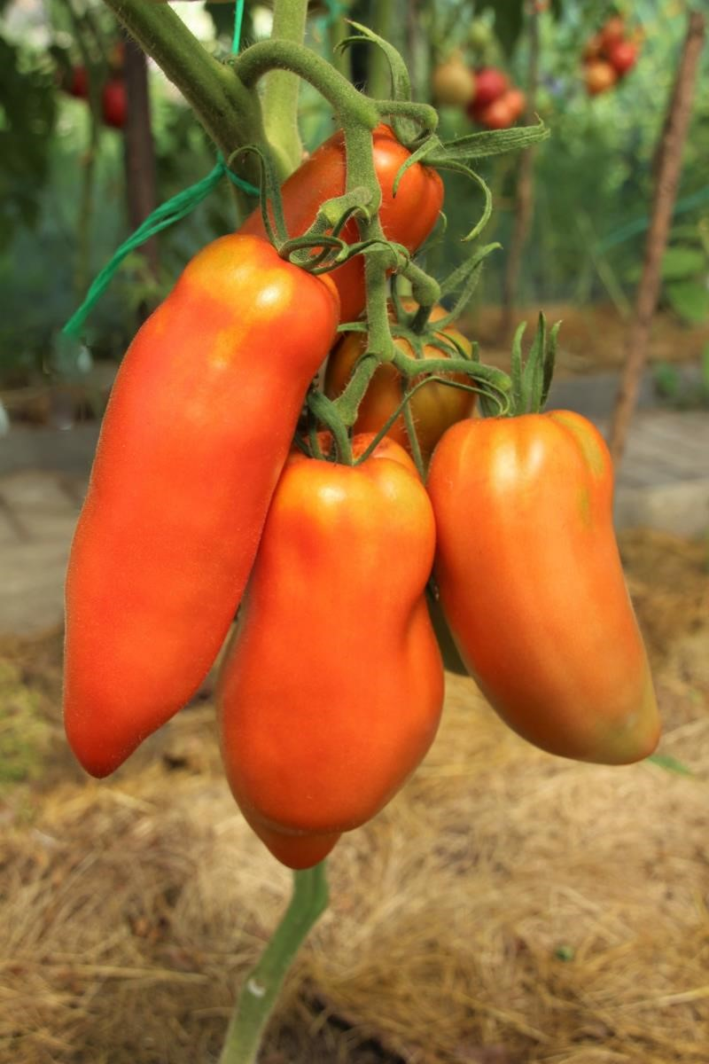 3 сорта перецевидных томатов! Сорта для дачи для открытого грунта и теплицы! Удобны для салатов и переработки!