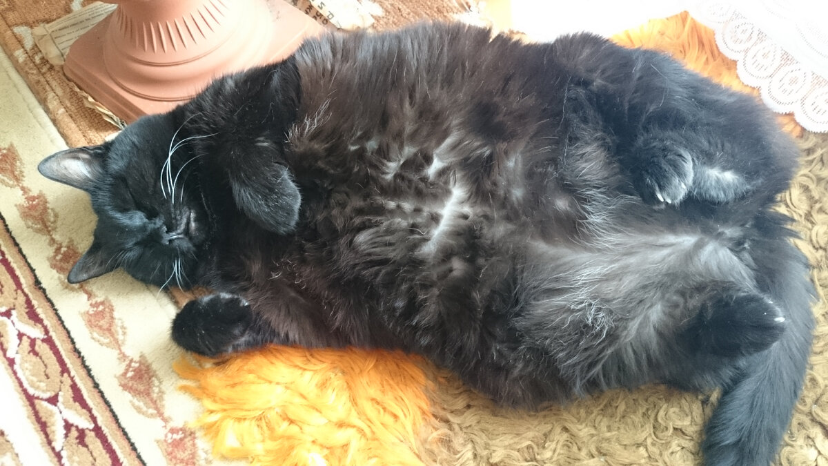 Мой кот постиг дзен) 