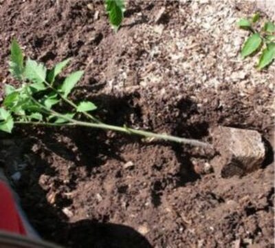 рассада помидоров высадка