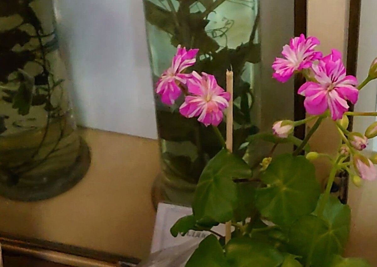 Пеларгония Hime Sakura