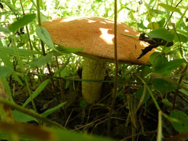 Спрятался под травой
Фото автора