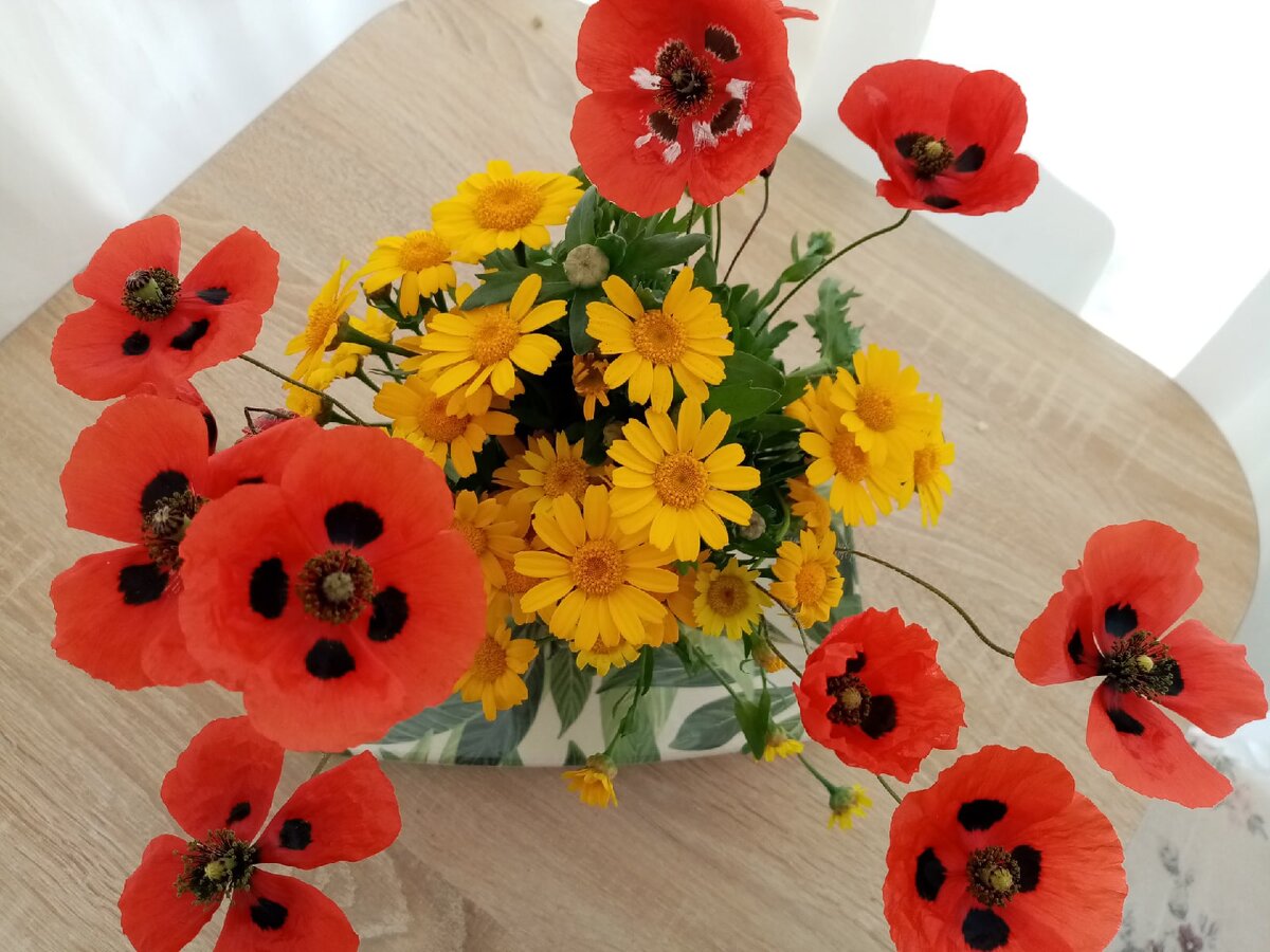 фото автора - в Алании цветут маки