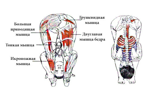 Расположение грушевидной мышцы на картинке