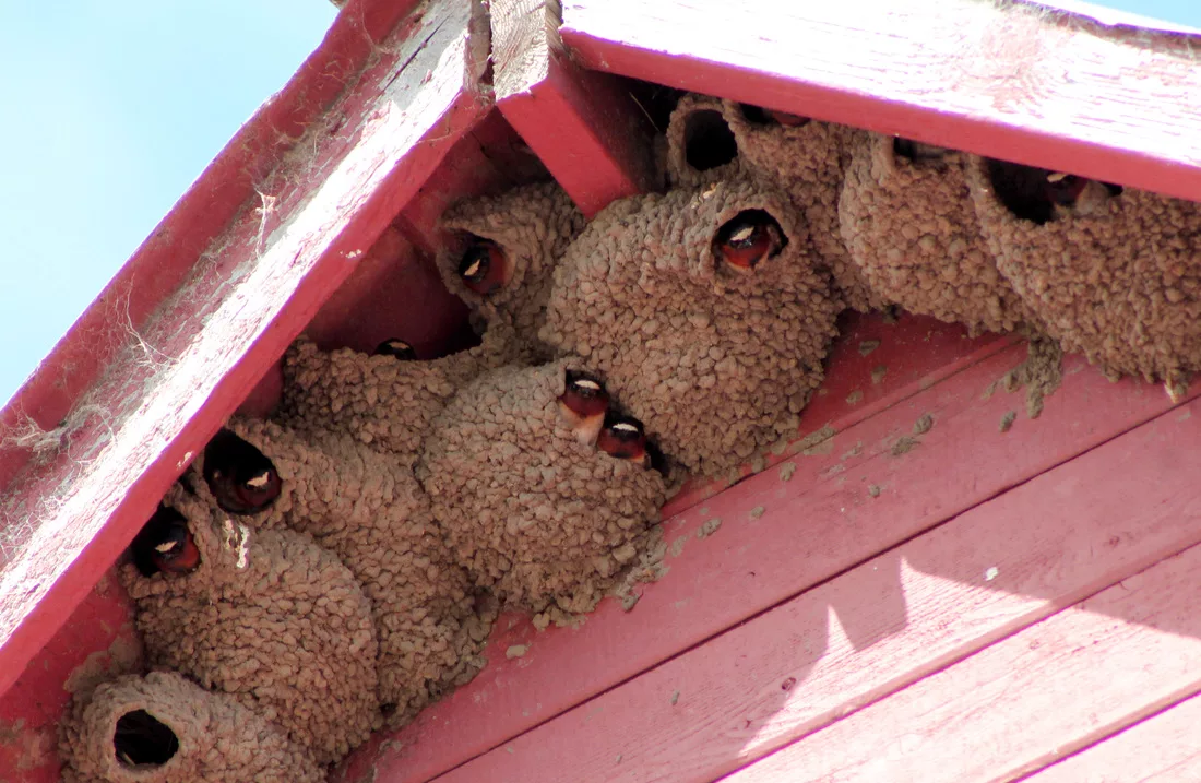 Гнезда птиц под крышей дома. Домик для животных. Гнездо под крышей. Домики животных в природе. Гнездо ласточки под крышей.