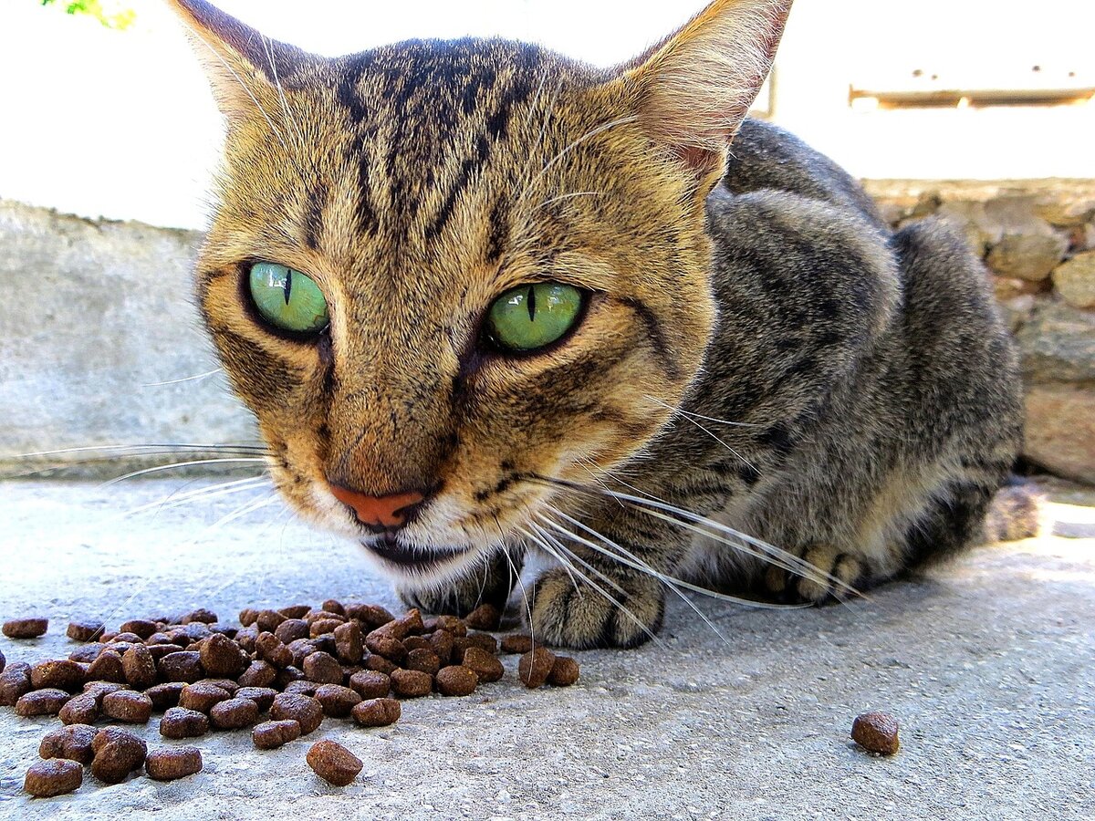 Кошка капает