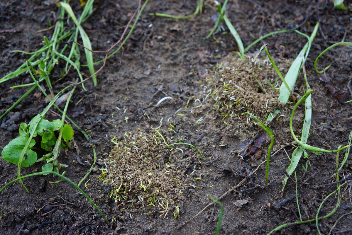 Муравейников на дорожках не сосчитать. 